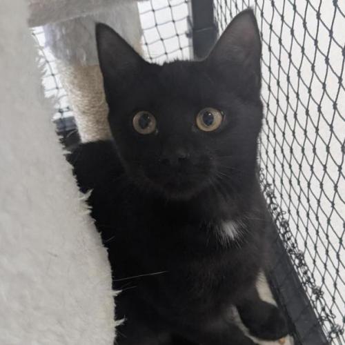 🍥 Nami 6920 🍥 - Domestic Short Hair (DSH) Cat
