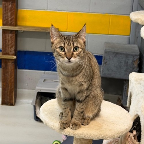 Susie - Domestic Short Hair (DSH) Cat