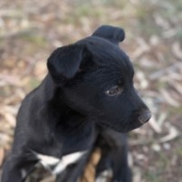 Photo of Digger