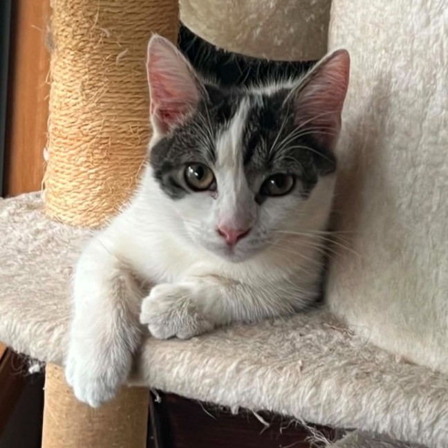 Photo of Pixie