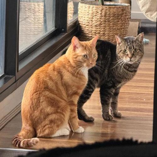 Kimchi & Bruno - Domestic Short Hair (DSH) Cat