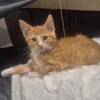 Photo of Nala