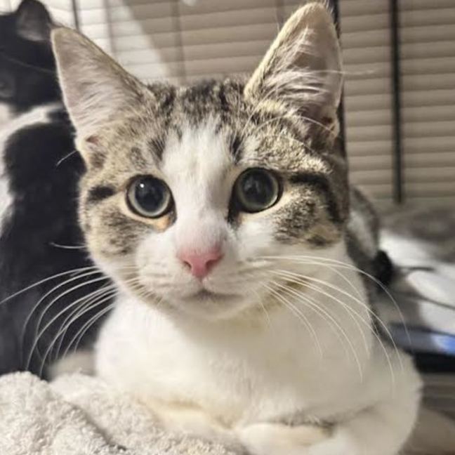 Photo of Saint Laurent