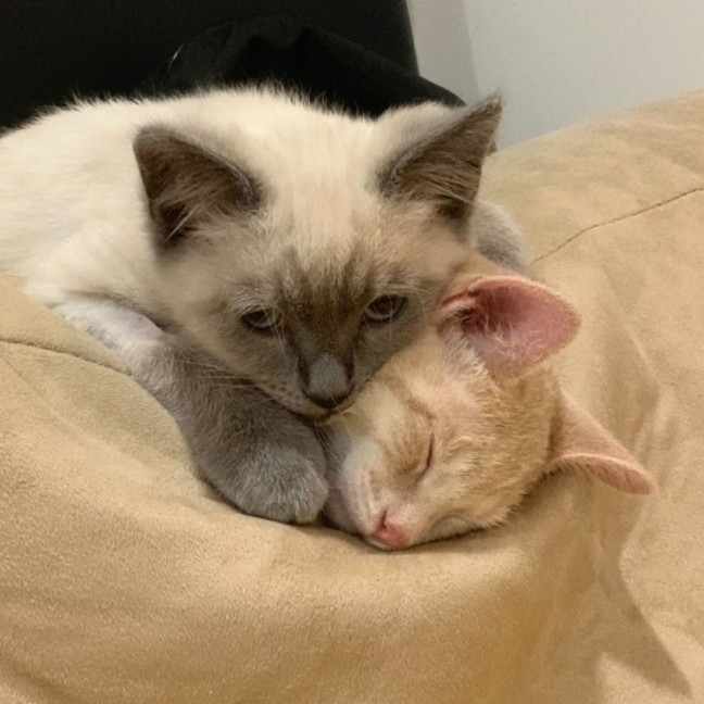 Photo of Pom Pom & Peanut