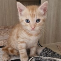 Photo of C1392 Colby