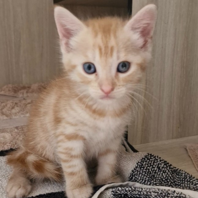 Photo of C1392 Colby