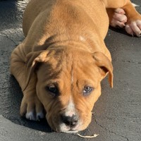 Photo of Knox