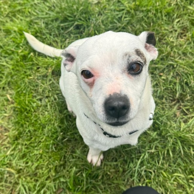 Photo of Pirate
