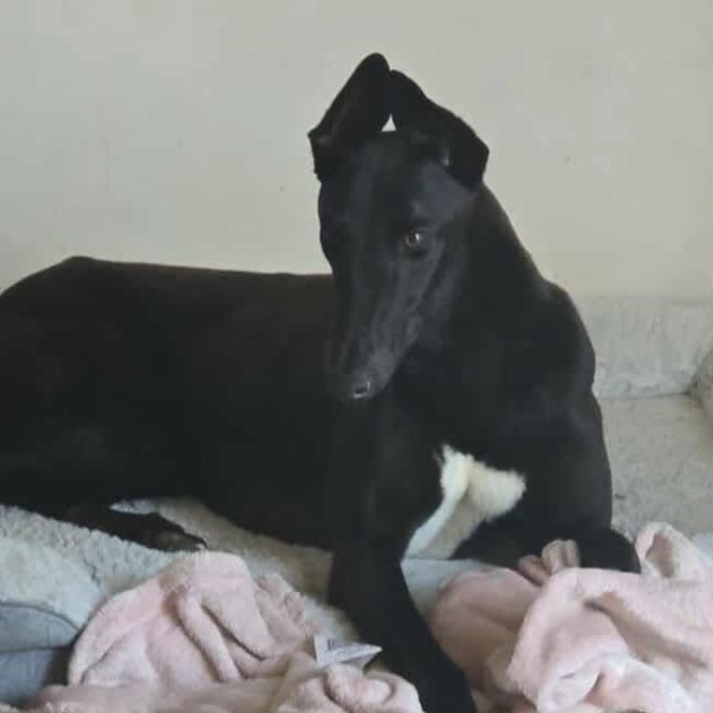 Photo of Connor, The Greyhound 