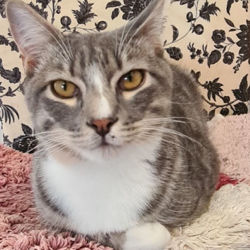 Marty - Domestic Short Hair Cat