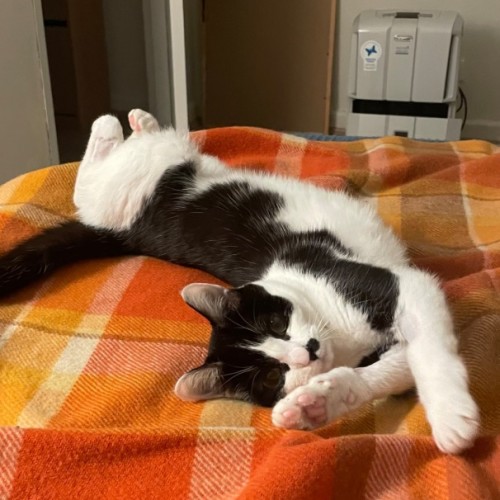 Magpie - Domestic Short Hair (DSH) Cat