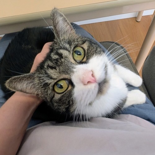 Indigo - Domestic Short Hair (DSH) Cat