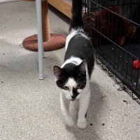 Photo of Oreo