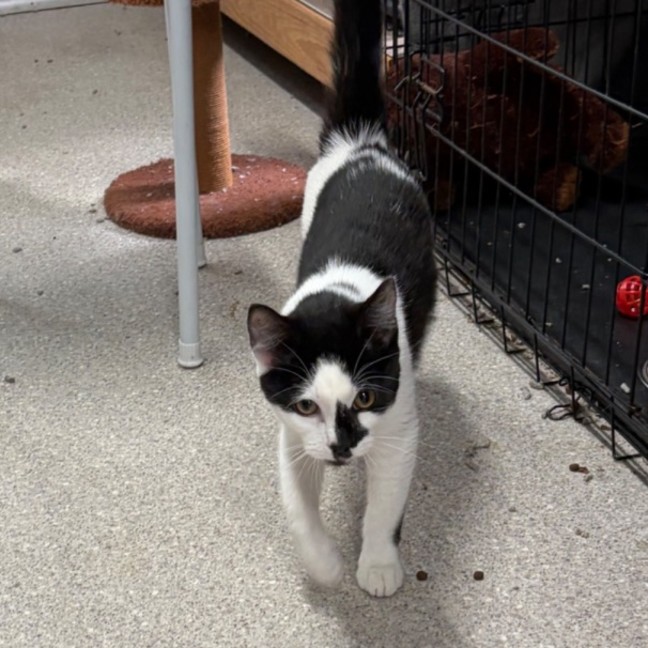 Photo of Oreo