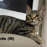 Photo of Clyde