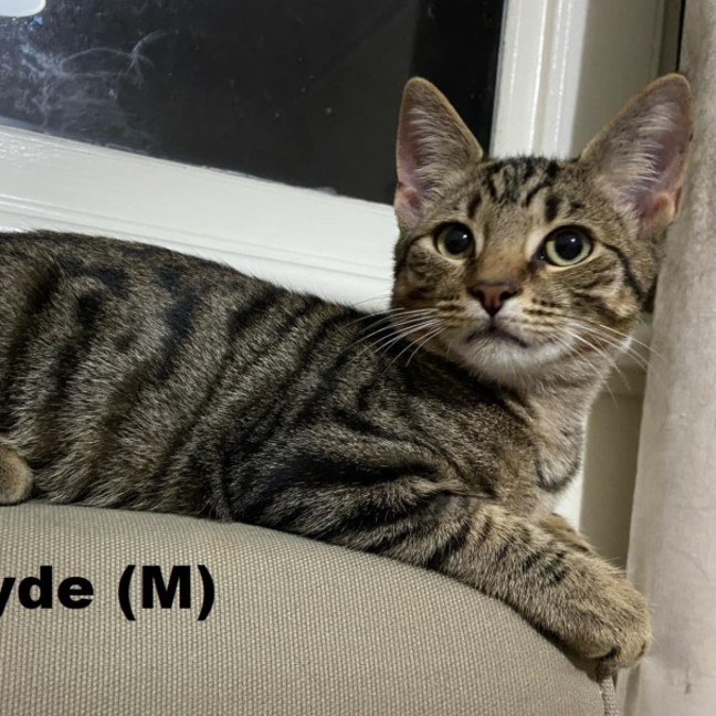 Photo of Clyde