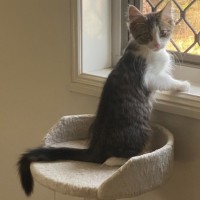 Photo of Sparrow