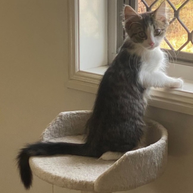 Photo of Sparrow