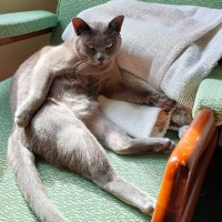 Photo of Nancy & Violet   In Foster Care In Avondale Height