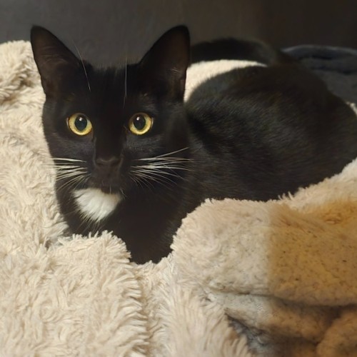 Nevie - Domestic Short Hair (DSH) Cat
