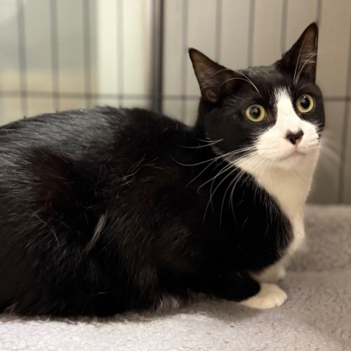 Panda - Domestic Short Hair (DSH) Cat