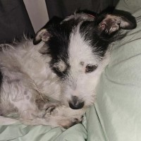 Photo of Fluffy