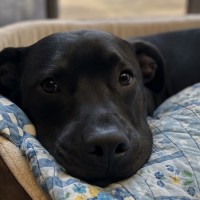 Photo of Cosmo