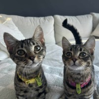 Photo of 💛Pinto And Mirabelle🩷