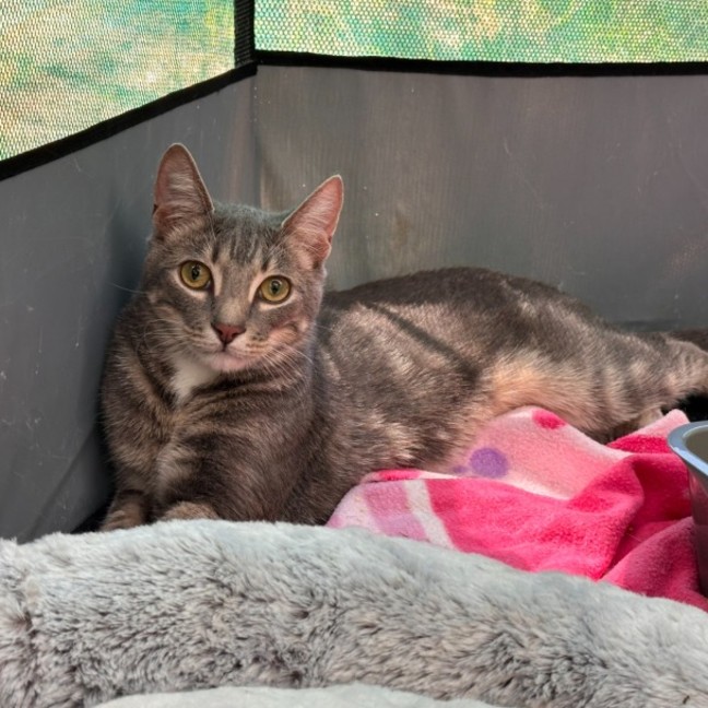 Photo of Cinna**2nd Chance Cat Rescue**