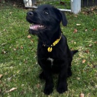 Photo of Oak