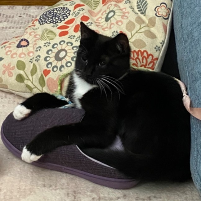 Photo of Bo