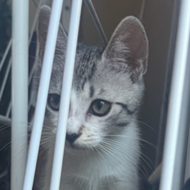 Photo of Baxter