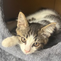 Photo of Lotti 😸❤️