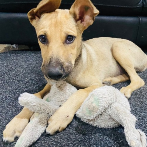 Leonard - Mixed Breed Dog