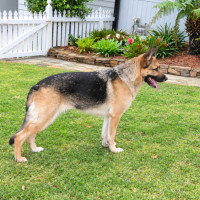 Photo of Bella