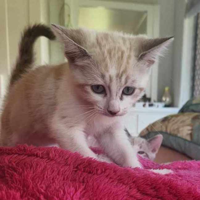 Photo of Sweetie Pie 
