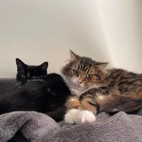 Photo of Cha Cha And Mia