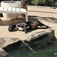 Photo of Opal