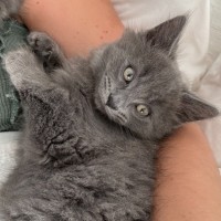 Photo of Cedar