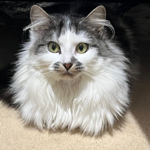 Bindi - Domestic Medium Hair (DMH) Cat