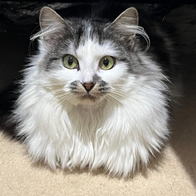 Photo of Bindi