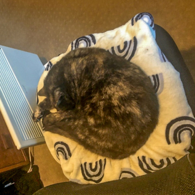 Photo of Lucky