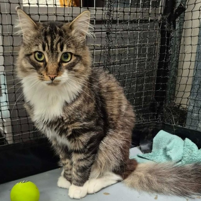 Photo of Fluffy ** 2nd Chance Cat Rescue **
