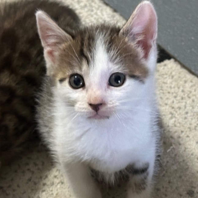 Photo of Nash 🐱🧵