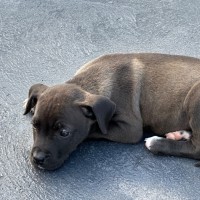 Photo of Kobe 💙🐶