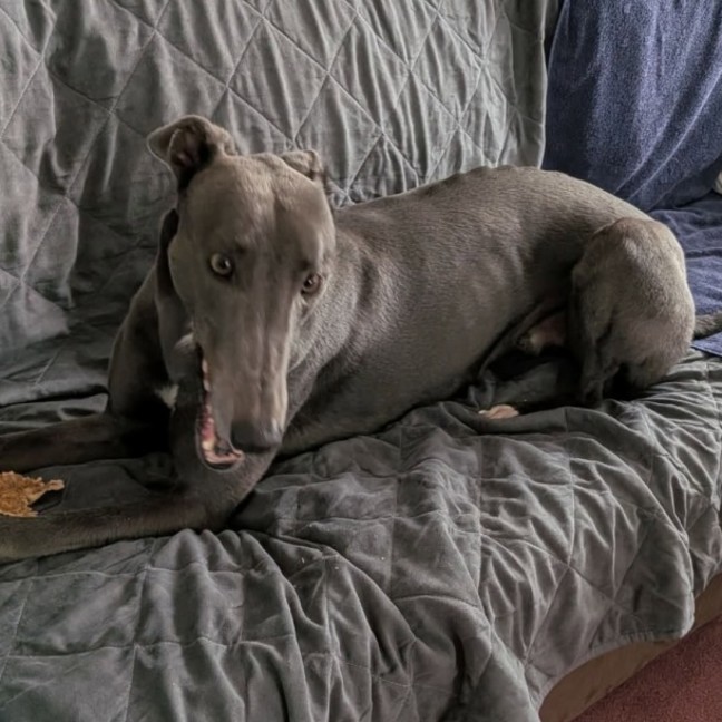 Photo of Ike, The Greyhound