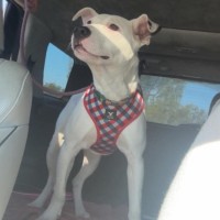 Photo of Bruno
