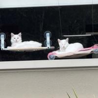 Photo of Angel & Loki