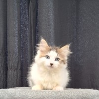 Photo of Brody