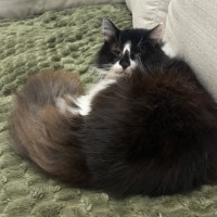 Photo of Koa